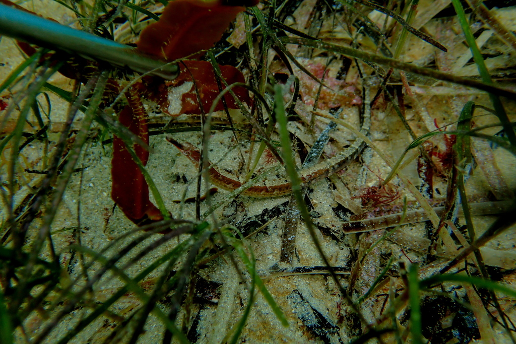Mother-of-pearl pipefish (Vanacampus margaritifer) — Syngnathidae