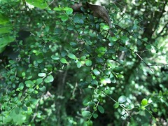 Everistia vacciniifolia nervosa