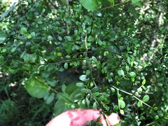 Everistia vacciniifolia nervosa