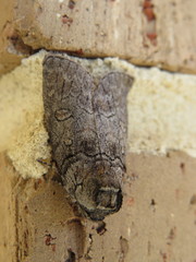 Discophlebia celaena