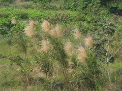 Phragmites vallatoria