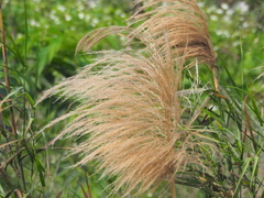 Phragmites vallatoria