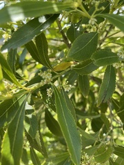 Catha edulis