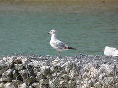 Chroicocephalus ridibundus