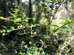 Acalypha capillipes