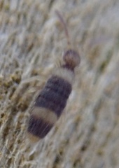 Entomobrya albocincta