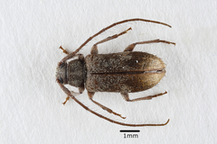 Exocentrus lusitanus