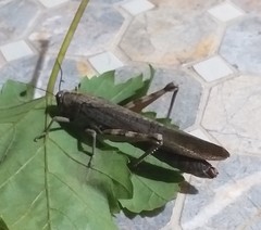 Anacridium aegyptium