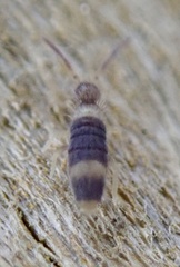 Entomobrya albocincta