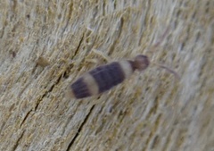Entomobrya albocincta