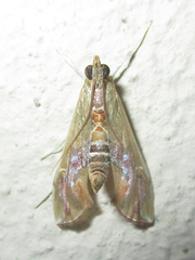 Agathodes musivalis