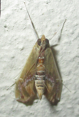 Agathodes musivalis