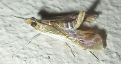 Agathodes musivalis