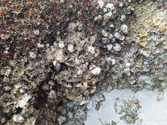 Saccostrea