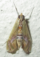 Agathodes musivalis