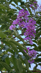 Lagerstroemia speciosa