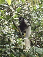 Colobus caudatus