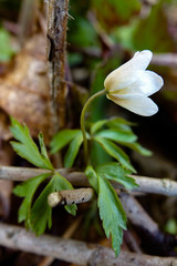 Anemonoides nemorosa