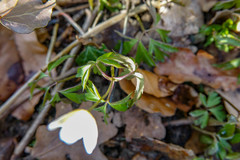 Anemonoides nemorosa