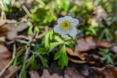 Anemonoides nemorosa