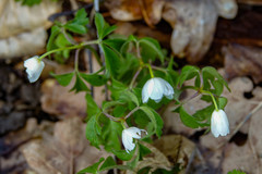 Anemonoides nemorosa