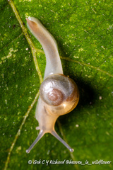 Helicarion perfragilis
