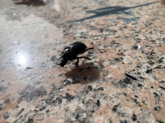 Ceratophyus hoffmannseggi