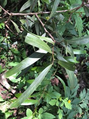 Acacia fasciculifera