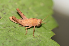 Anacridium aegyptium