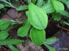 Antennaria plantaginifolia