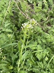 Thlaspi arvense