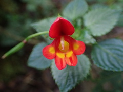 Impatiens kilimanjari image