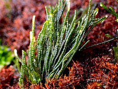 Chaetomorpha antennina