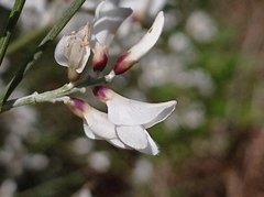 Retama monosperma
