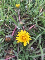 Taraxacum officinale