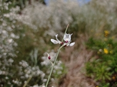 Retama monosperma
