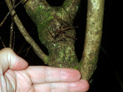 Macropathini