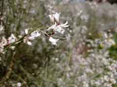 Retama monosperma