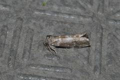 Demopsestis punctigera