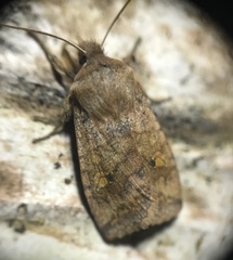 Eupsilia tristigmata