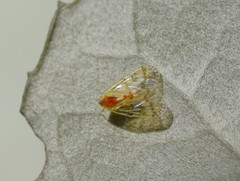 Saccharodite chrysonoe