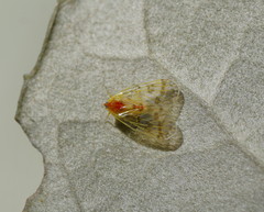 Saccharodite chrysonoe