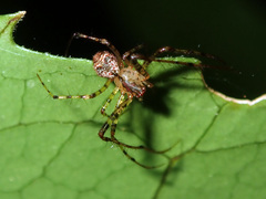 Australomimetus sennio