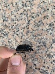 Ceratophyus hoffmannseggi