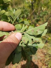 Searsia pyroides pyroides