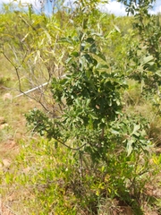 Searsia pyroides pyroides