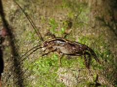 Talitropsis