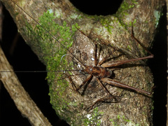 Macropathini