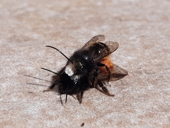 Osmia cornuta
