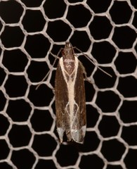 Chaliniastis astrapaea